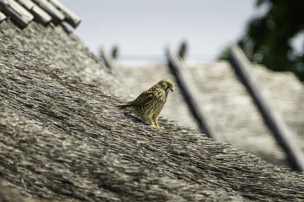 A kestrel perched on a thatch roof under a clear sky, showcasing natural textures.