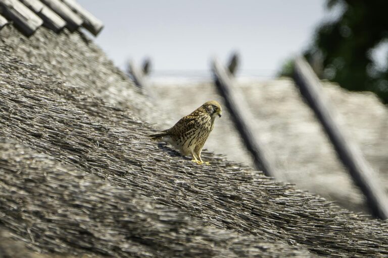 A kestrel perched on a thatch roof under a clear sky, showcasing natural textures.
